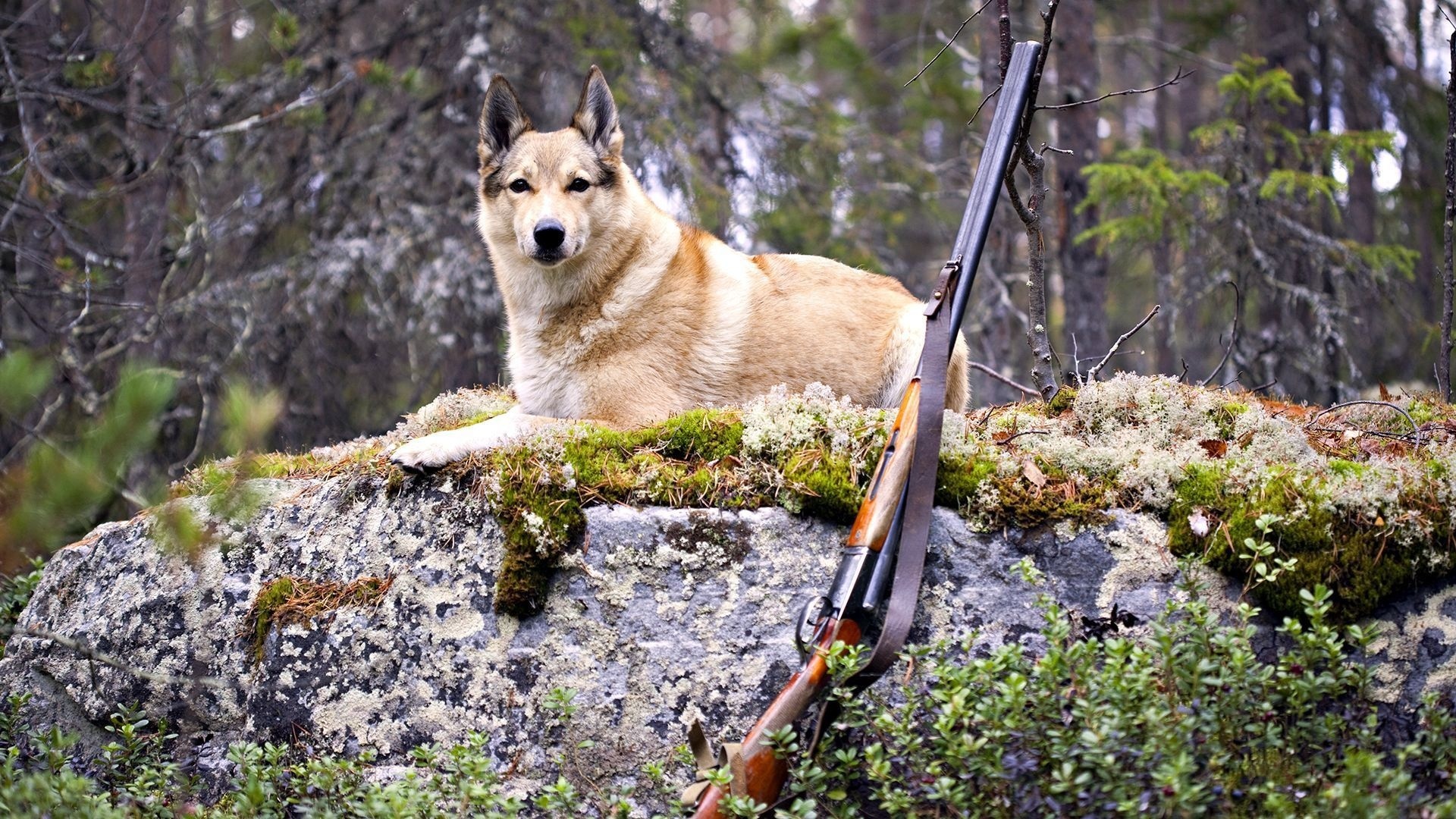 animals, Dogs, Canines, Weapons, Guns, Hunting, Nature Wallpaper
