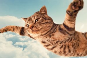 clouds, Cats, Animals, Fly, Skies