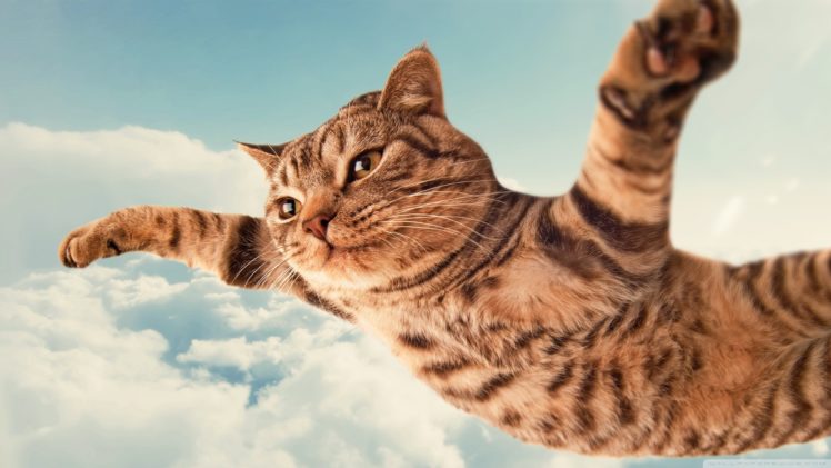 clouds, Cats, Animals, Fly, Skies HD Wallpaper Desktop Background