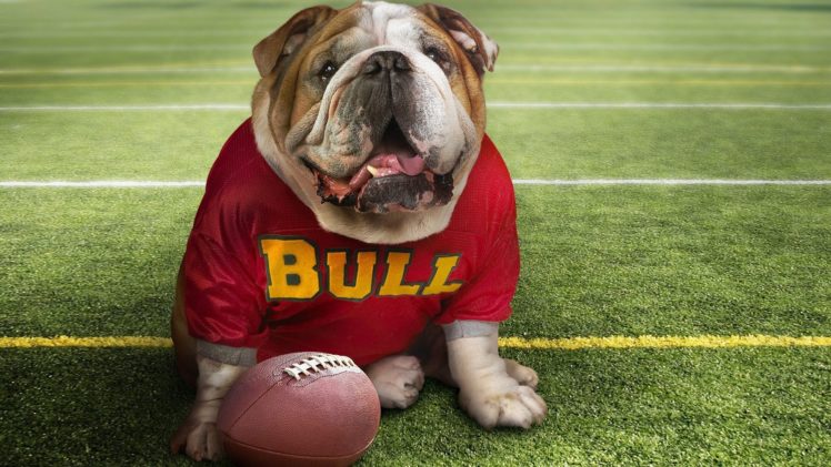 animals, Dogs, Bulldog HD Wallpaper Desktop Background
