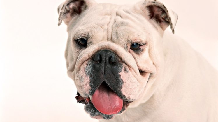 animals, Dogs, Bulldog, English, Bulldog HD Wallpaper Desktop Background