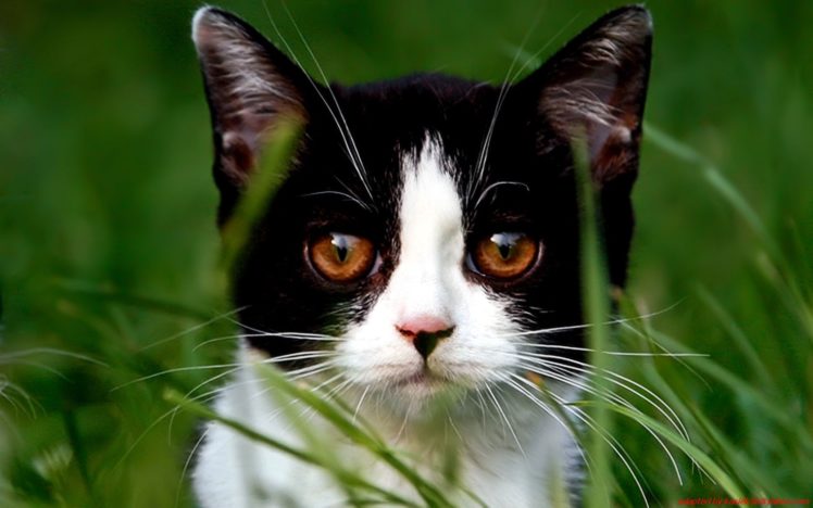 nature, Cats, Animals, Grass HD Wallpaper Desktop Background