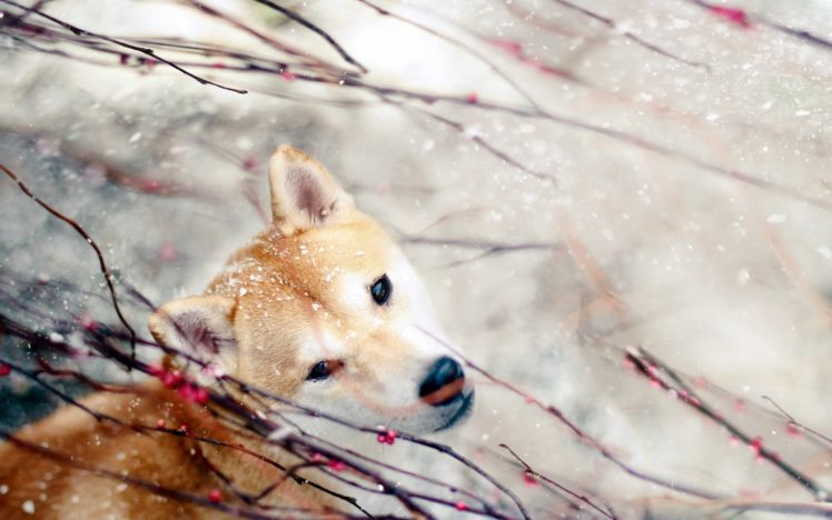 nature, Snow, Animals, Dogs, Berries HD Wallpaper Desktop Background