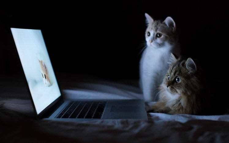 animals, Cats, Felines, Kittens, Cute, Computers, Laptops, Humor, Funny HD Wallpaper Desktop Background