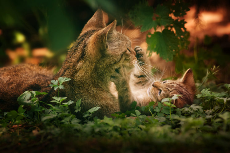 animals, Cats, Felines, Kittens, Cute HD Wallpaper Desktop Background