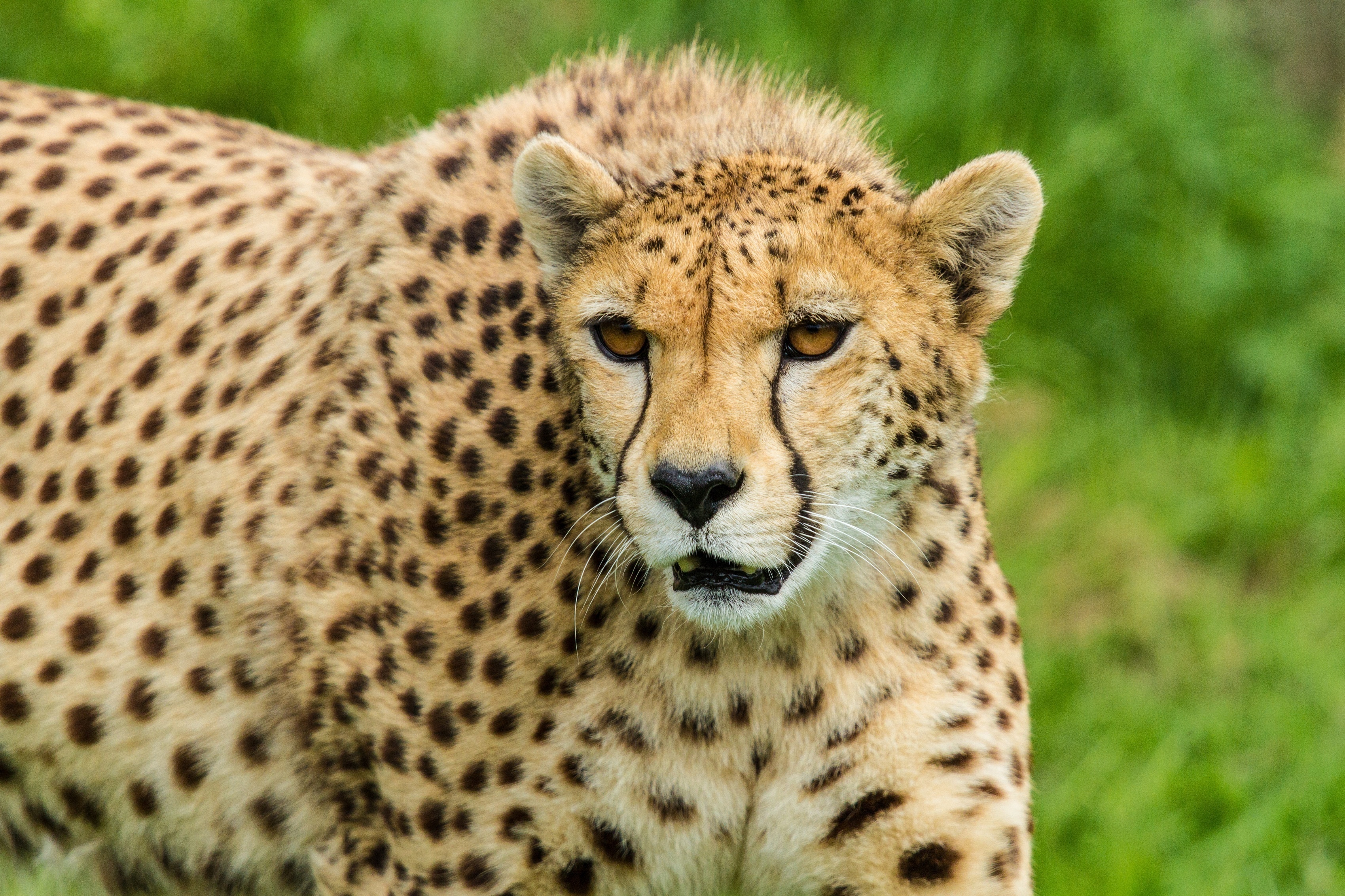 cheetah, Wild, Cat, Muzzle Wallpaper