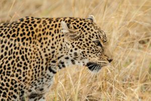 leopard, Wild, Cat, Face, Profile, Grass
