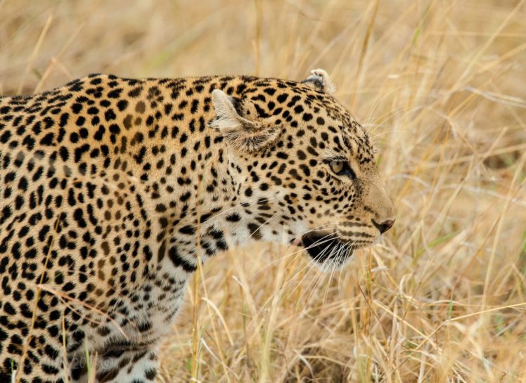 leopard, Wild, Cat, Face, Profile, Grass HD Wallpaper Desktop Background