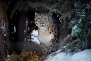 leopard, Wild, Cat, Snow, Winter, Needles