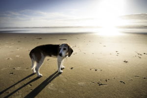 sea, Dog, Beach, Ocean, Sea, Beagle