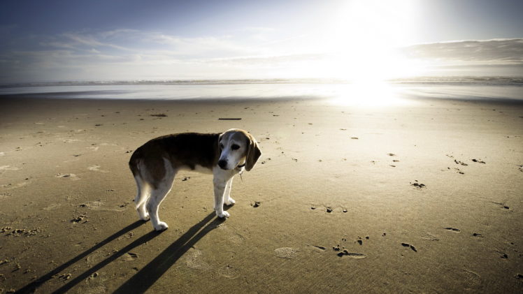 sea, Dog, Beach, Ocean, Sea, Beagle HD Wallpaper Desktop Background