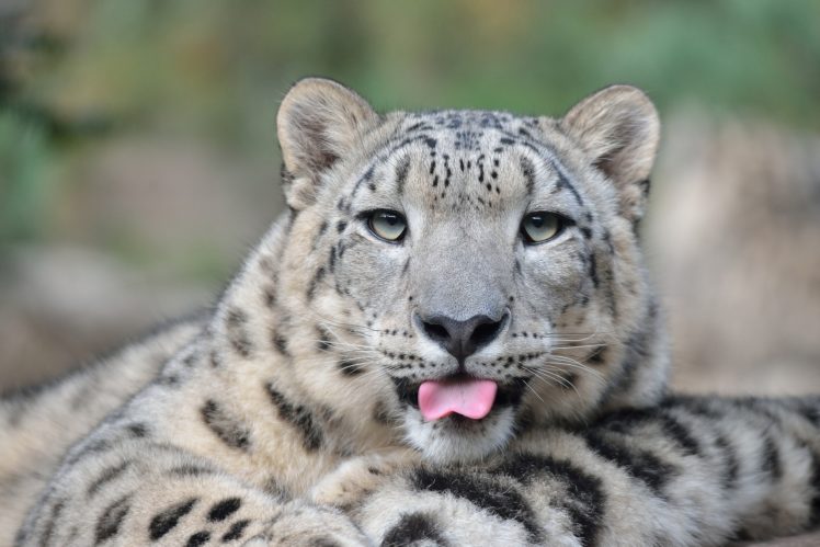 snow, Leopard, Wild, Cat, Face, Tongue HD Wallpaper Desktop Background