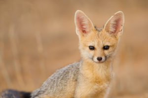 south, African, Fox, Look