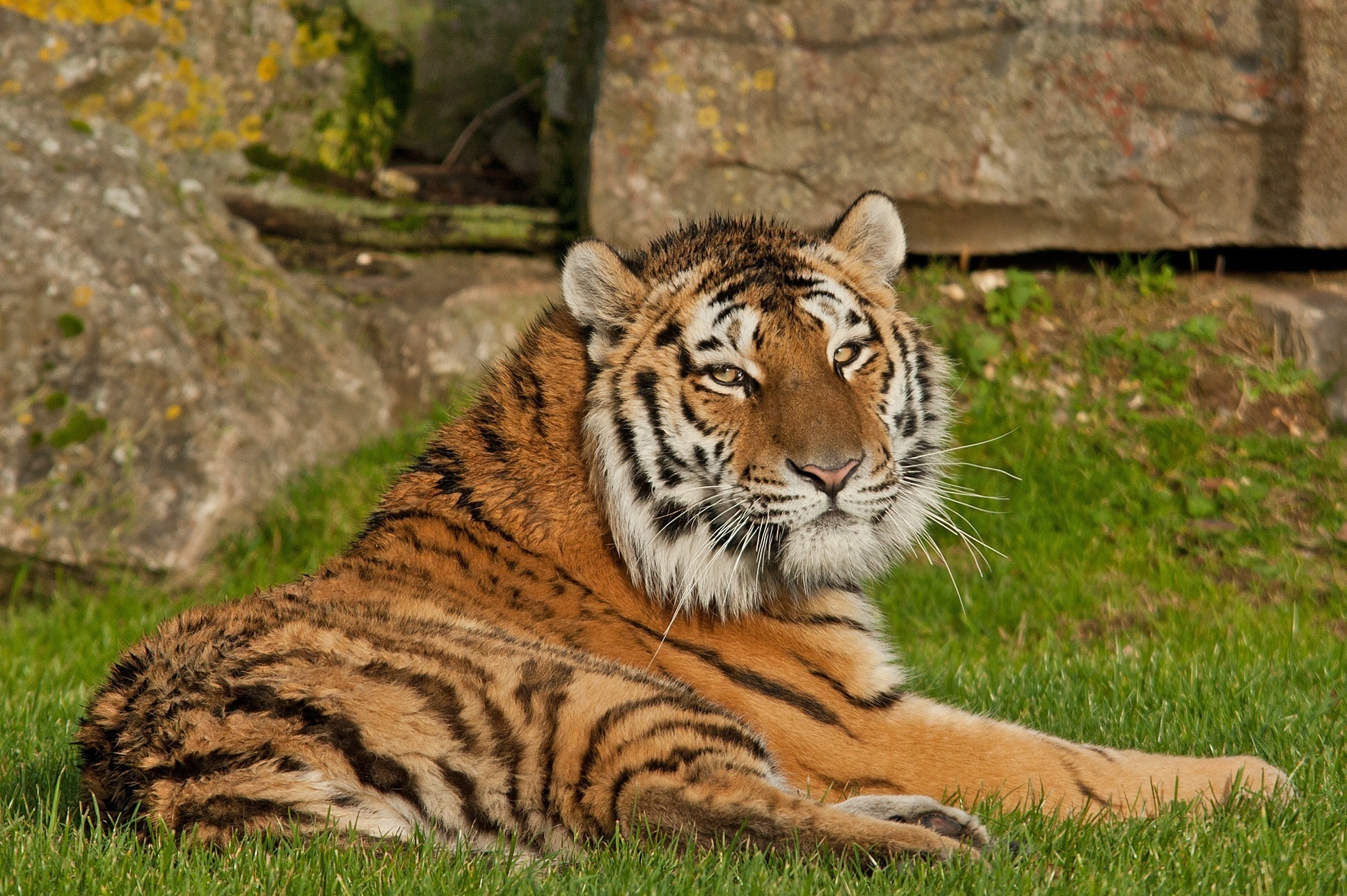 tiger, Wild, Cat, Rest, Face, Grass Wallpaper