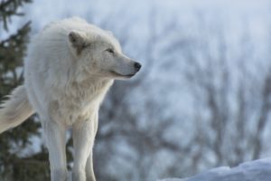 wolf, Predator, Profile, Winter, Snow, Wolves