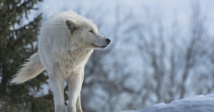 wolf, Predator, Profile, Winter, Snow, Wolves HD Wallpaper Desktop Background