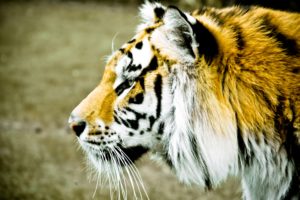 animals, Tiger, Face, Spots, Profile