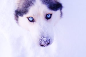 husky, Eyes, Snow, Winter