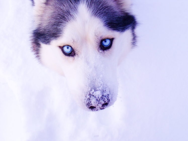 husky, Eyes, Snow, Winter HD Wallpaper Desktop Background