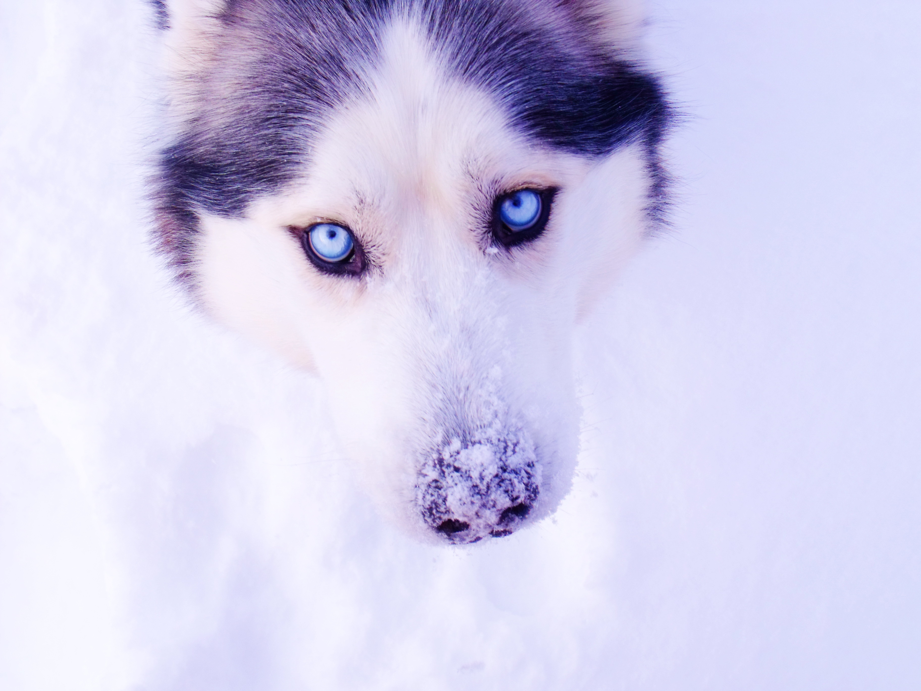 husky, Eyes, Snow, Winter Wallpaper