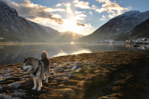 dog, Husky, Sunlight, Landscape, Lake, Mountains