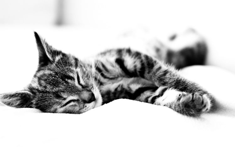 cats, Animals, Grayscale, Monochrome, Kittens HD Wallpaper Desktop Background