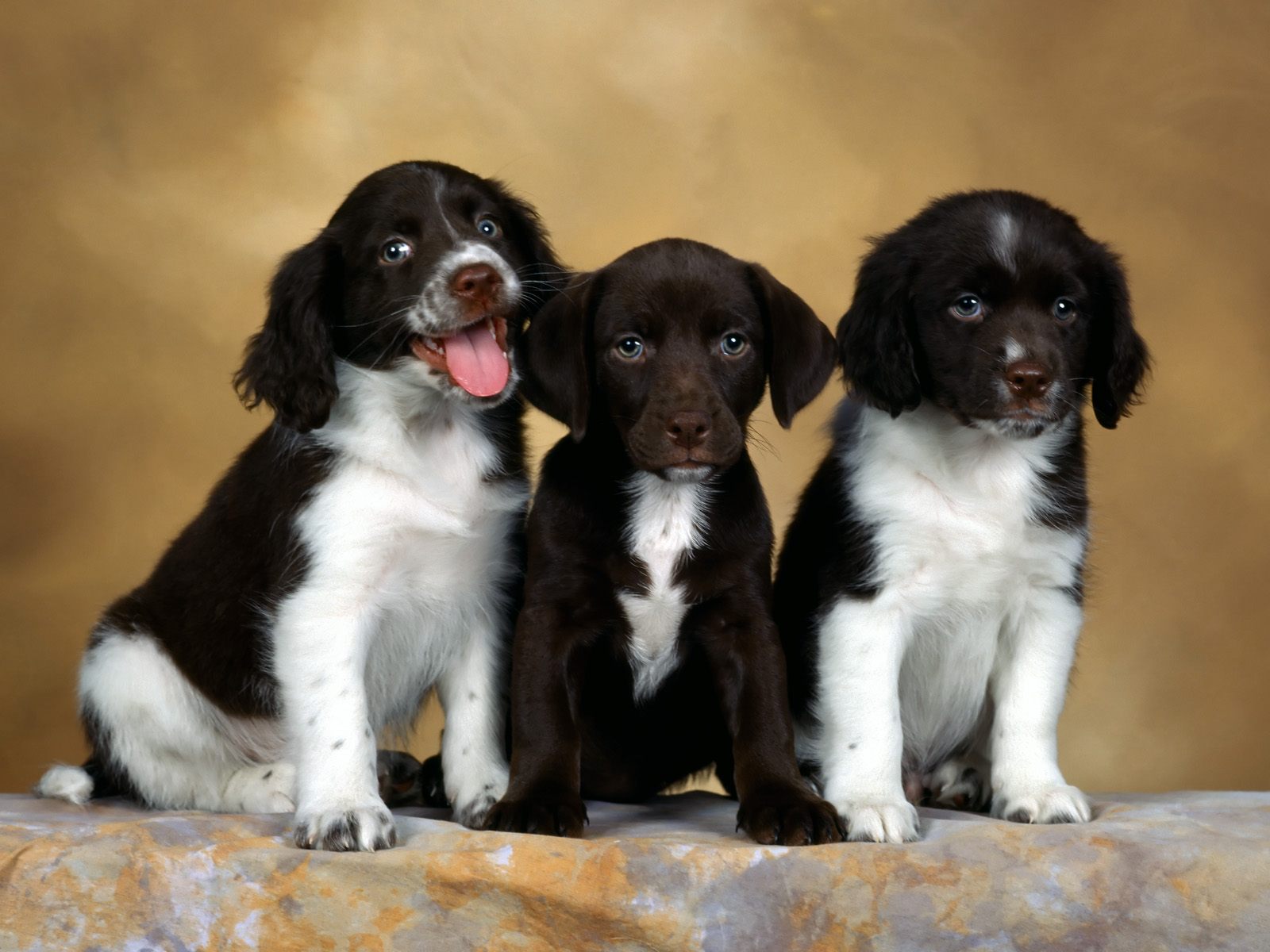 dog Wallpaper