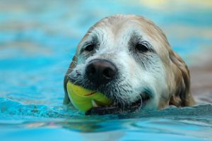 animals, Dogs, Swimming