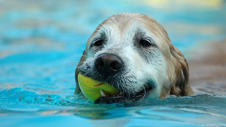 animals, Dogs, Swimming HD Wallpaper Desktop Background