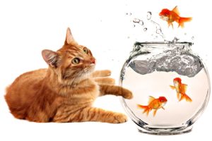 cats, Animals, Fish, Goldfish, Fish, Bowls