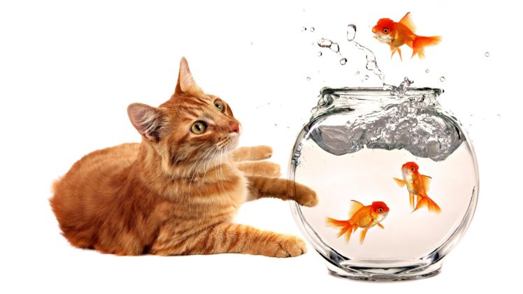 cats, Animals, Fish, Goldfish, Fish, Bowls HD Wallpaper Desktop Background