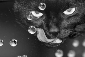 water, Close up, Cats, Animals, Tongue, Monochrome
