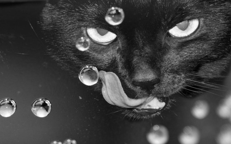water, Close up, Cats, Animals, Tongue, Monochrome HD Wallpaper Desktop Background