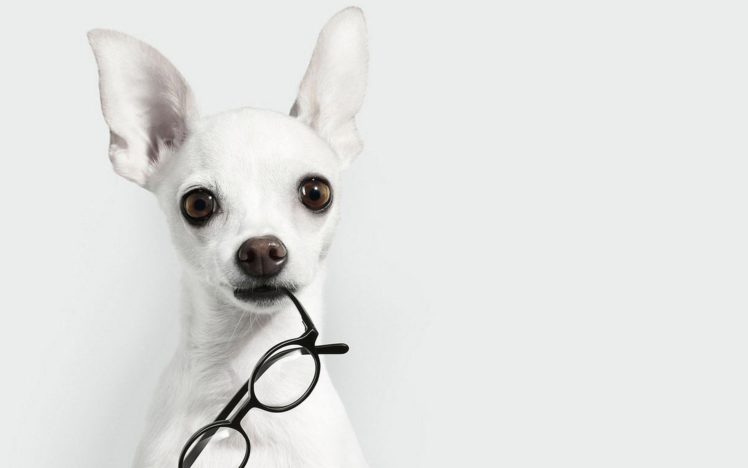 white, Animals, Dogs, Glasses, Chihuahua, White, Background HD Wallpaper Desktop Background
