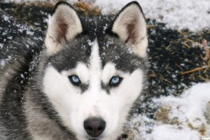snow, Blue, Eyes, Animals, Cold, Dogs