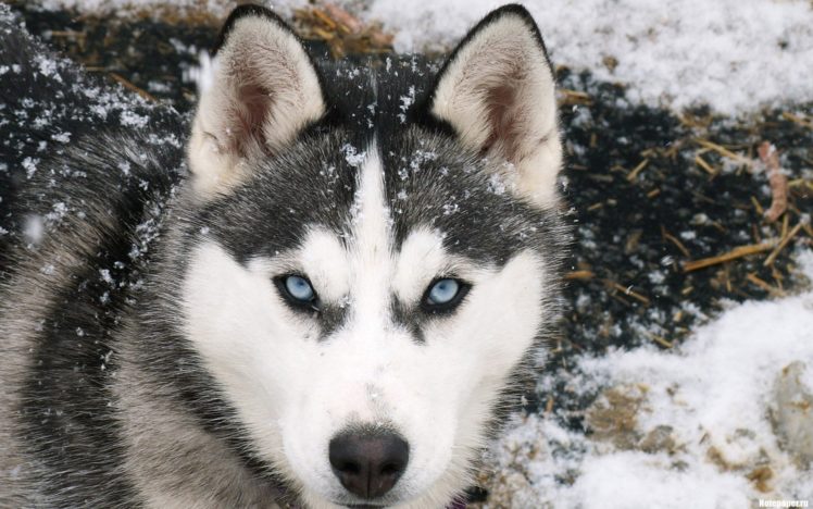 snow, Blue, Eyes, Animals, Cold, Dogs HD Wallpaper Desktop Background