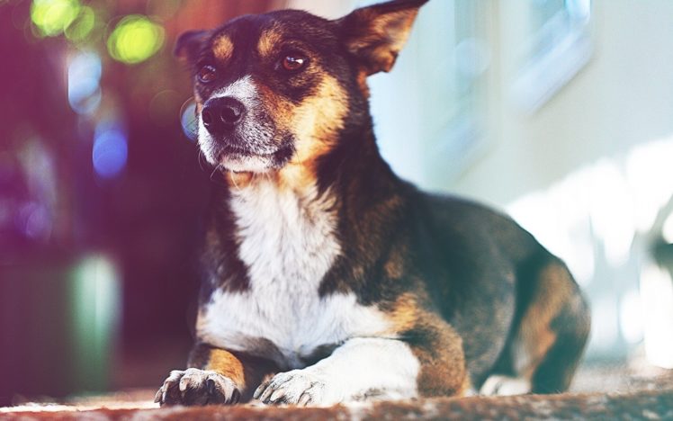 animals, Dogs HD Wallpaper Desktop Background