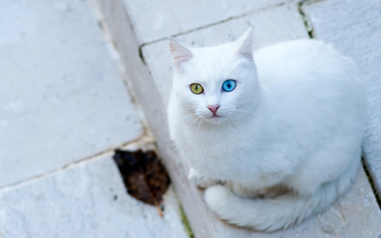 animals, Cats, White, Eyes, Strange, Colors HD Wallpaper Desktop Background