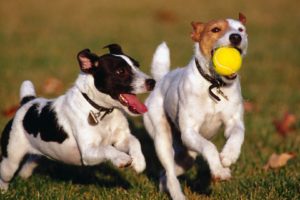 dogs, Jack, Russell, Terrier