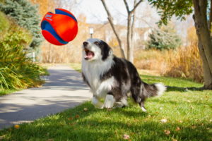 dog, Ball