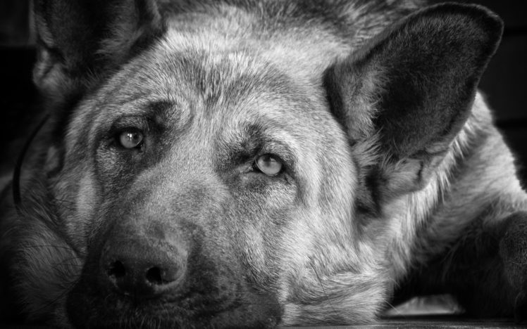 animals, Dogs, German, Shepherd HD Wallpaper Desktop Background