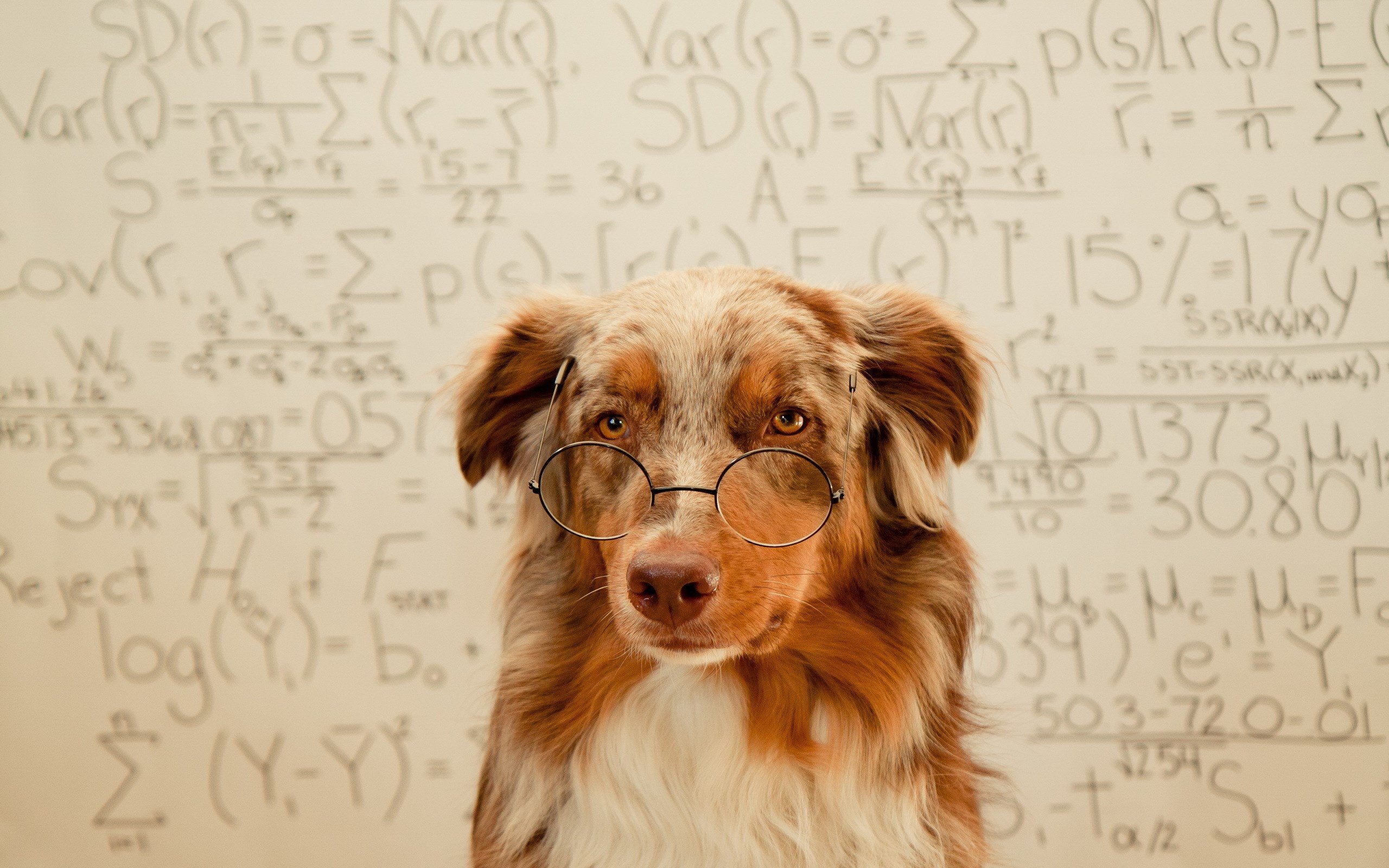 dogs, Glasses, Funny Wallpaper
