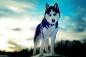 dogs, Husky, Siberian, Husky, Siberian, Husky, Winter, Dogs
