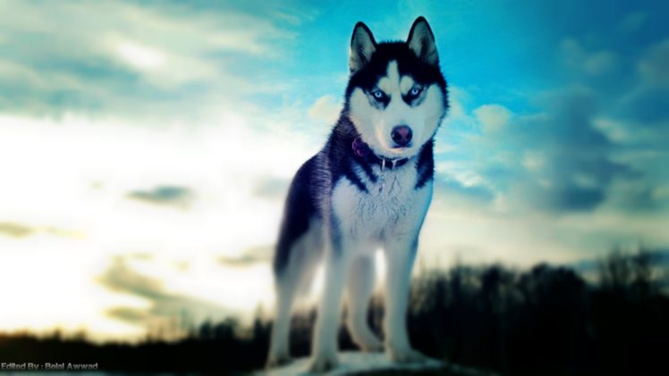 dogs, Husky, Siberian, Husky, Siberian, Husky, Winter, Dogs HD Wallpaper Desktop Background