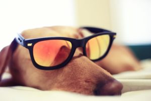 dog, Sunglasses