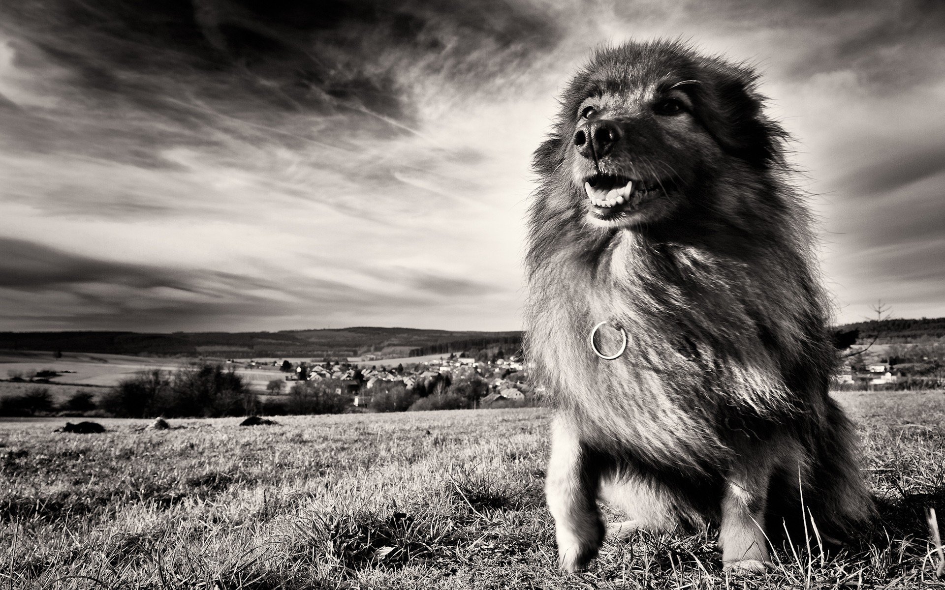 liondog Wallpaper