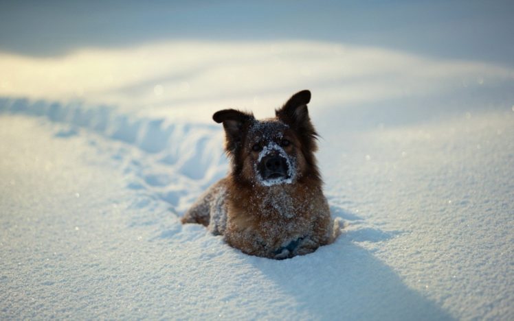 dog, Snow, Winter HD Wallpaper Desktop Background