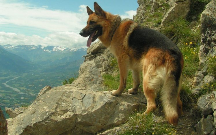dog, German, Shepherd HD Wallpaper Desktop Background