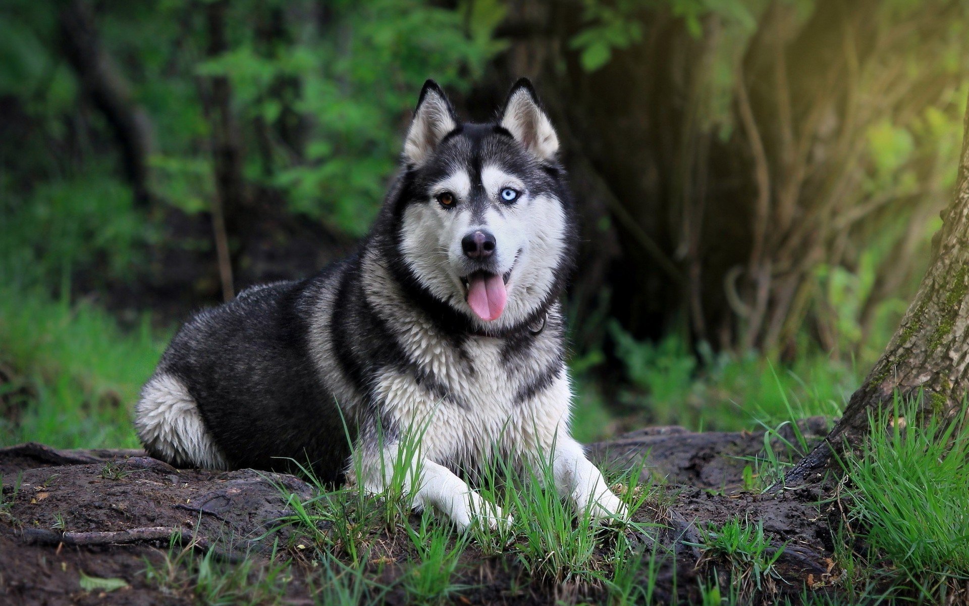 siberian, Husky, Dog Wallpapers HD / Desktop and Mobile Backgrounds