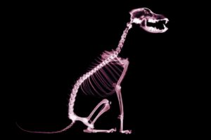 dogs, Skeletons, X ray
